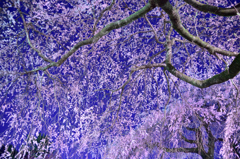 夜桜９