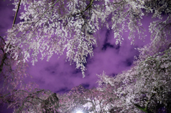 夜桜３