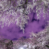 夜桜３