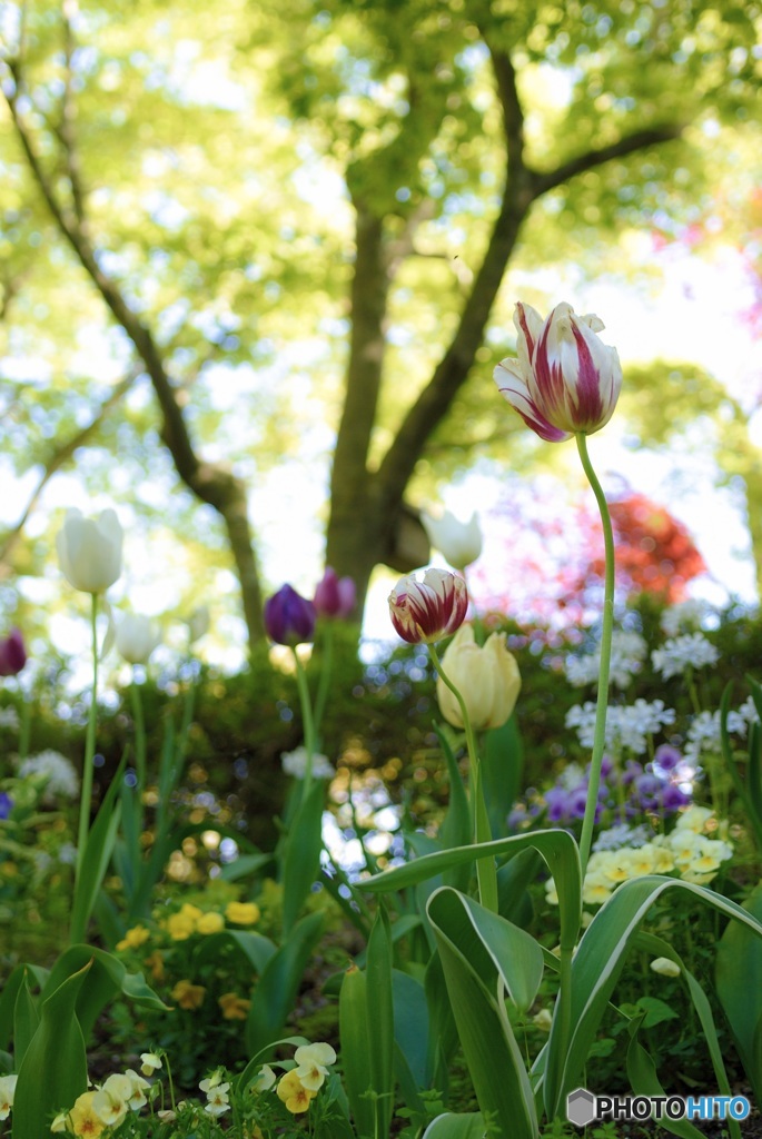 チューリップ