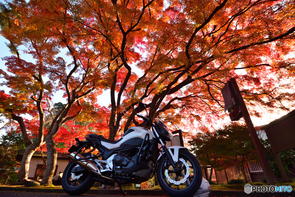 朝日に燃える紅葉１