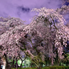 夜桜１