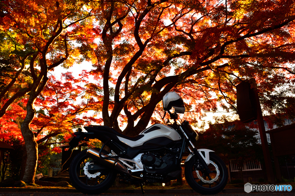 松島の紅葉