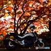 松島の紅葉