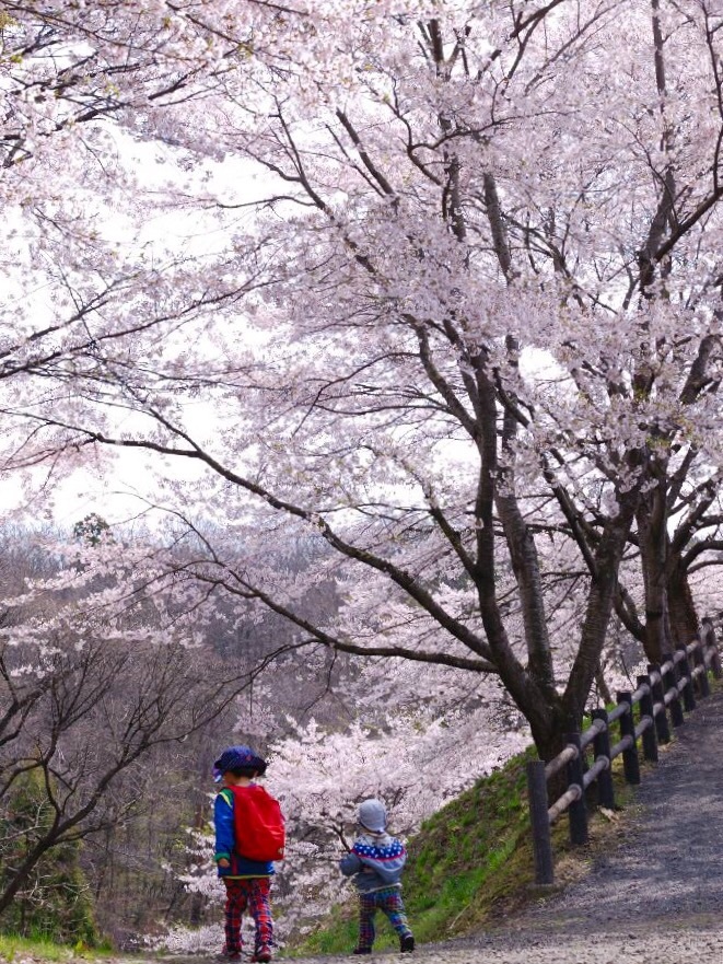 桜咲く風景