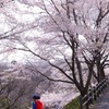 桜咲く風景