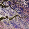 夜桜６