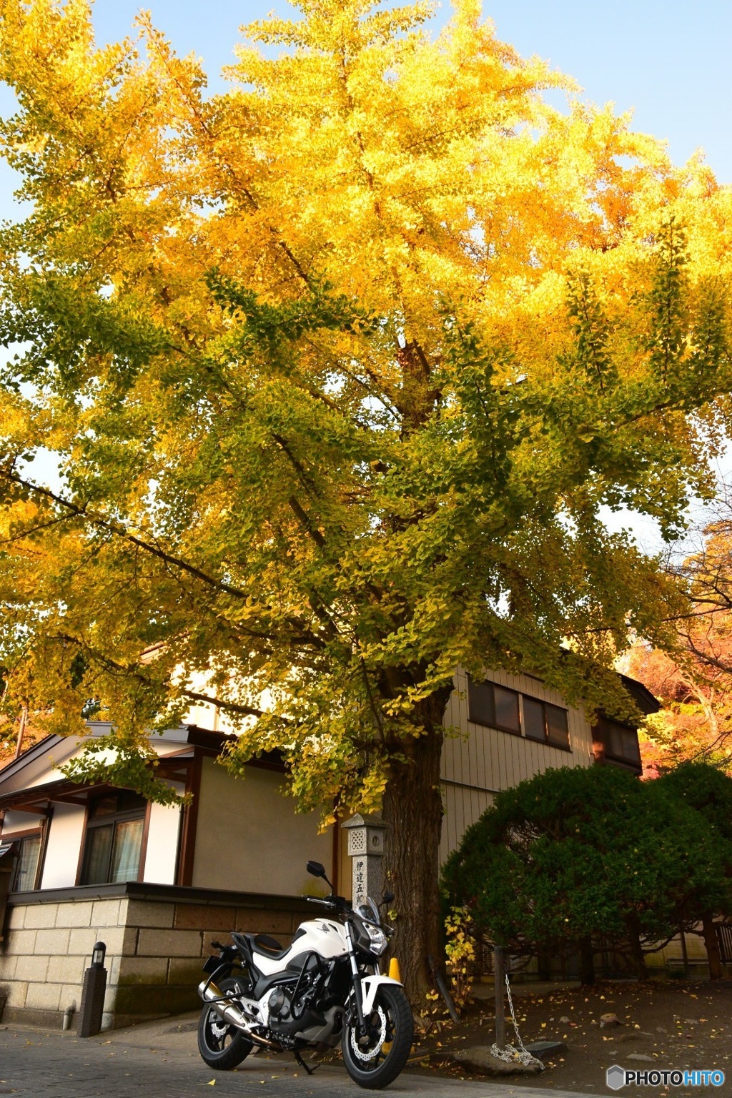 松島の紅葉