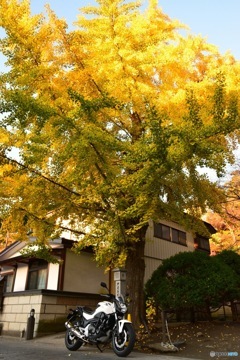 松島の紅葉