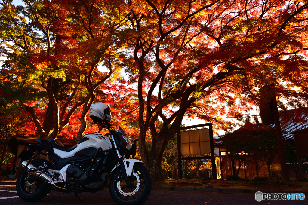 松島の紅葉