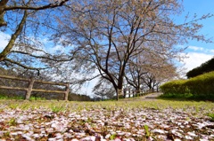 桜散る頃