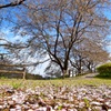 桜散る頃