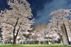 仙台西公園の夜桜