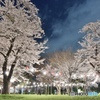 仙台西公園の夜桜