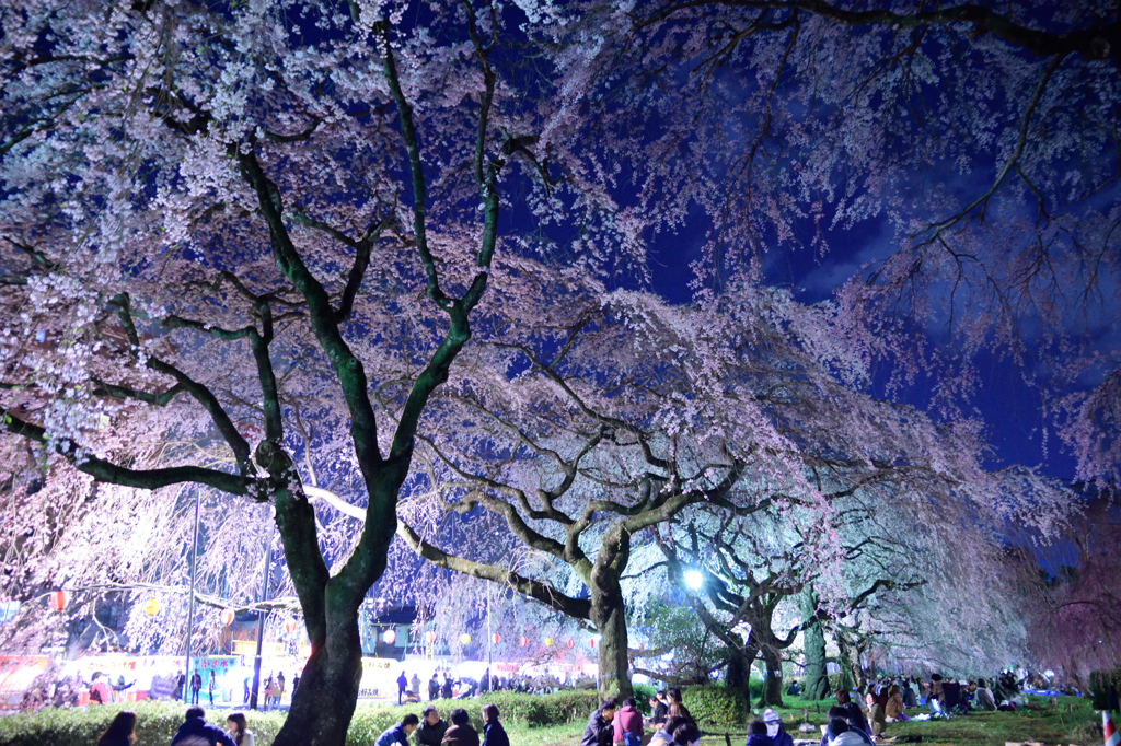 夜桜５