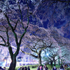 夜桜５