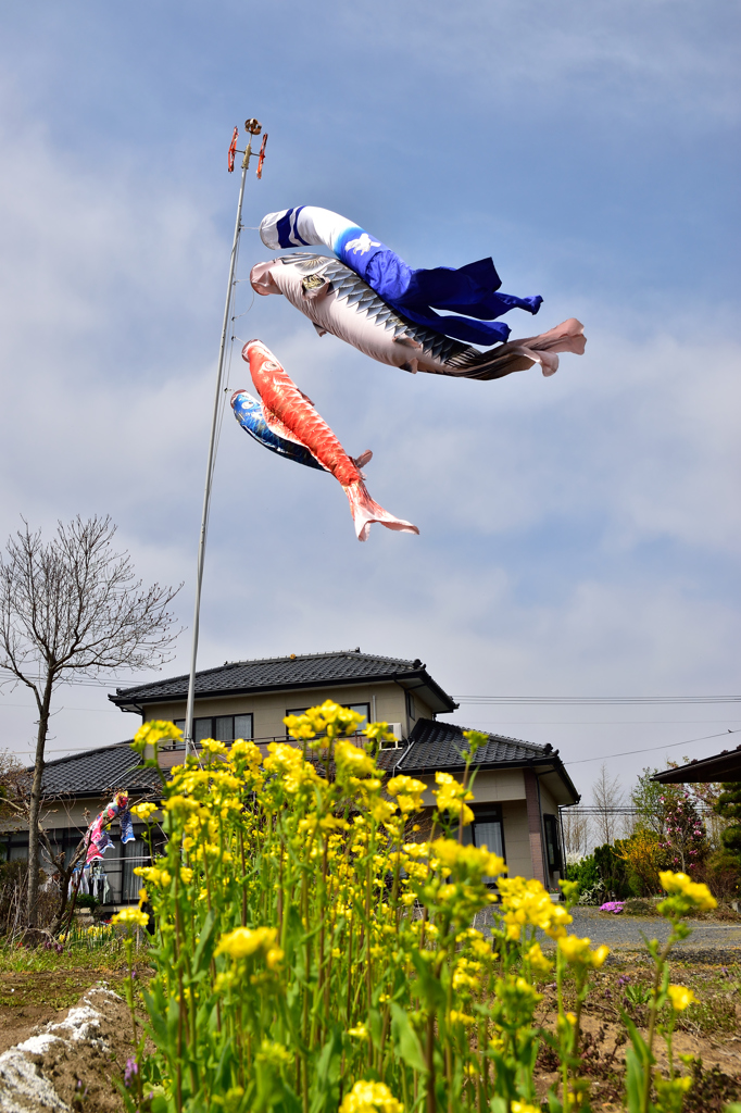 鯉のぼり２