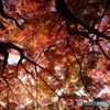 朝陽で燃えるような紅葉