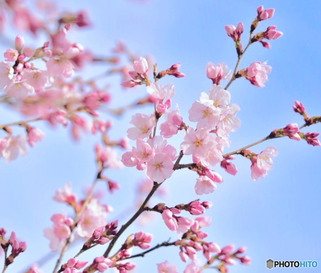 彼岸桜が咲きはじめました その2