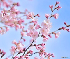 彼岸桜が咲きはじめました その2