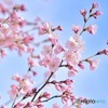 彼岸桜が咲きはじめました その2