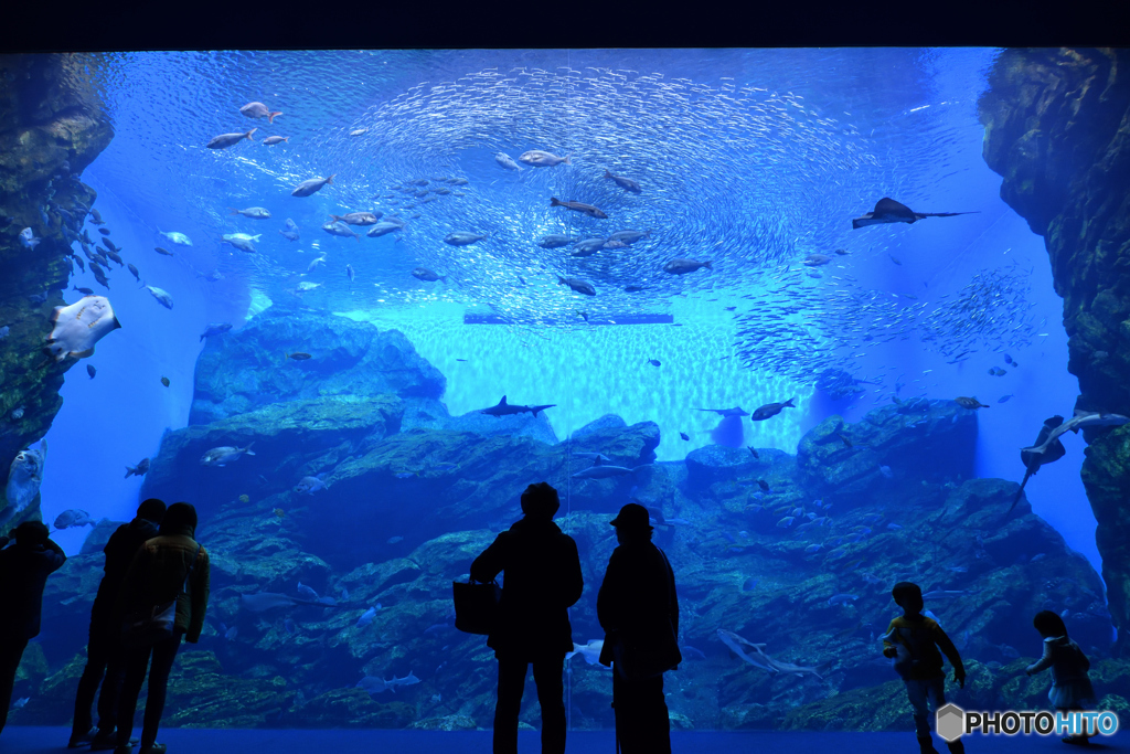 うみのもり水族館2