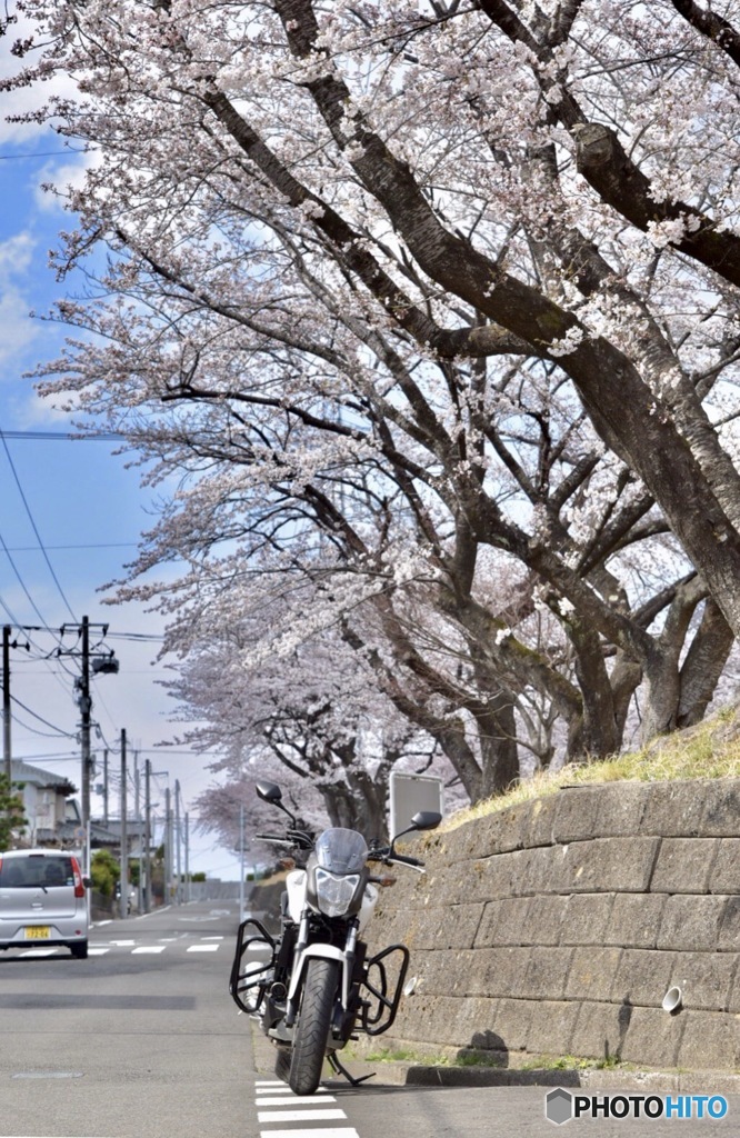 近所も咲いてきました