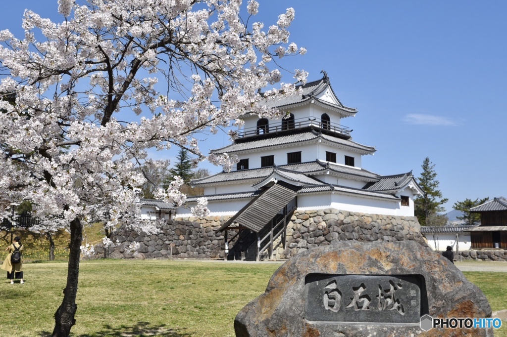 白石城と桜 その2