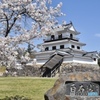 白石城と桜 その2
