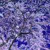 夜桜８
