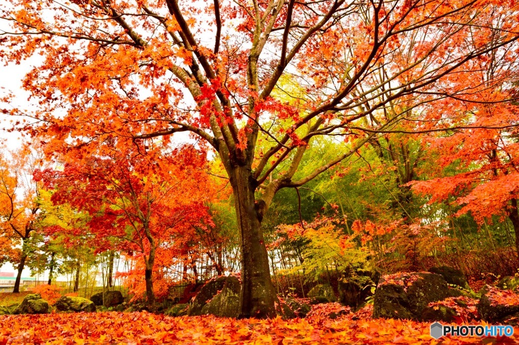 紅葉も終わりかな