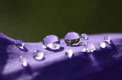 キキョウと水玉