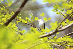 サンショウクイ　メス１
