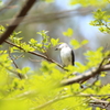 サンショウクイ　メス１