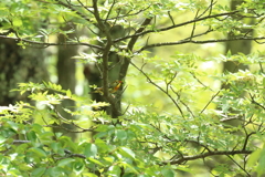 ソウシチョウ１