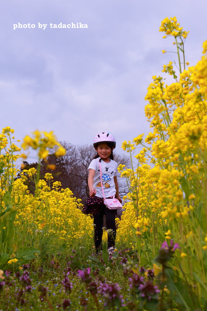 春探しのお散歩　菜の花畑