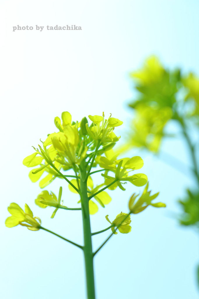 春探しのお散歩　菜の花