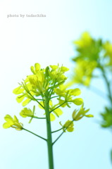 春探しのお散歩　菜の花