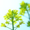 春探しのお散歩　菜の花