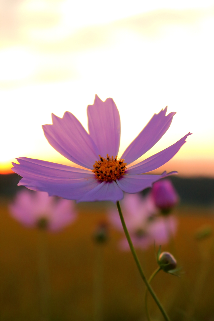 夕暮の秋桜