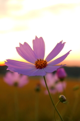 夕暮の秋桜