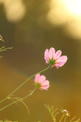 黄昏COSMOS　