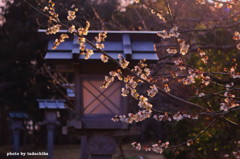 境内の陽　～大洗磯前神社～