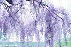 藤のシャワー１　～家から最寄りの公園にて～