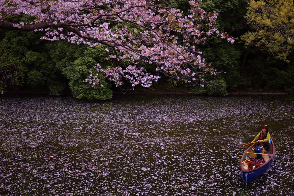 桜川