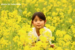 菜の花畑   わたしここだよ～