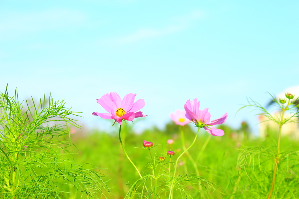 COSMOS FAMILY　♪