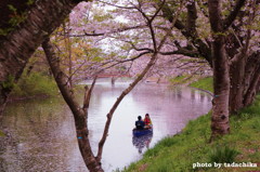 桜川