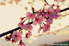春探しのお散歩　桜