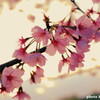 春探しのお散歩　桜